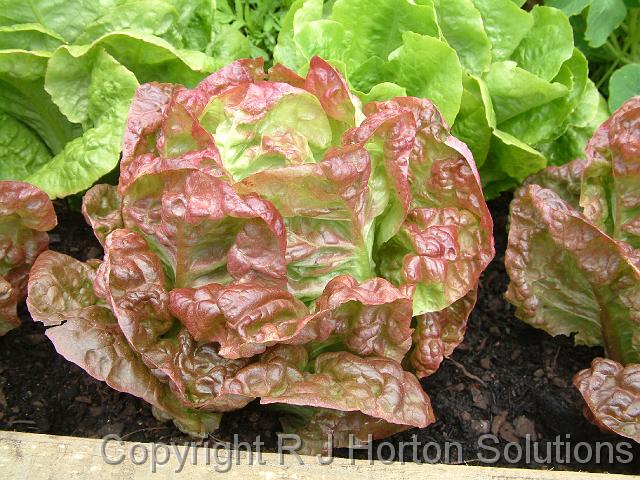 Lettuce - Mignonette Brown_2